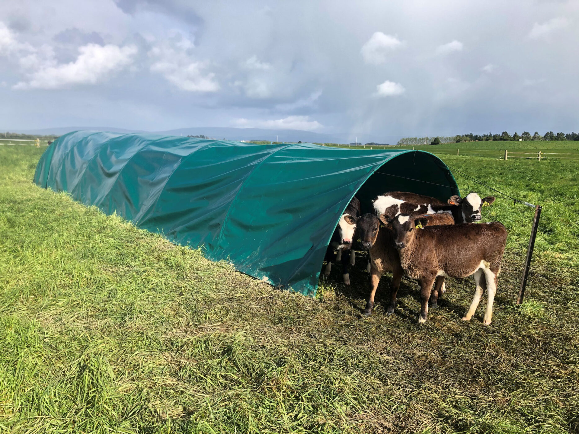 calf shelter bc