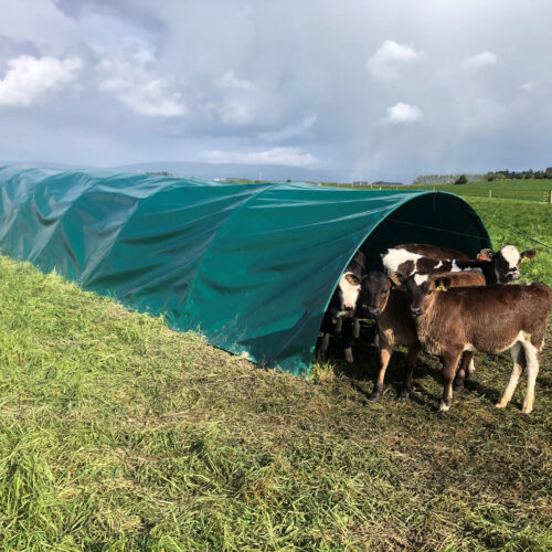 calf shelter bc