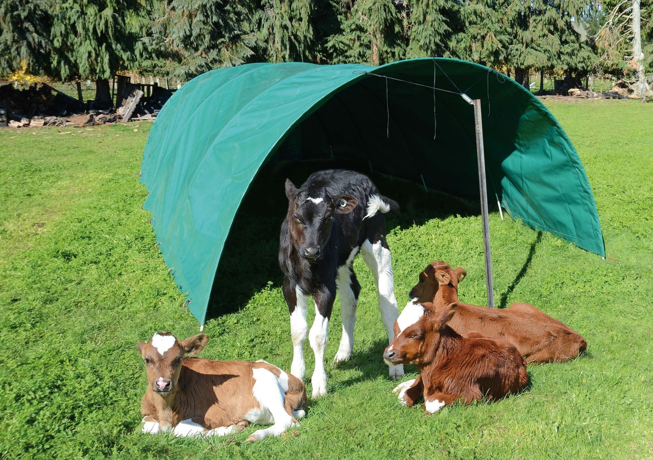 calf shelter bc2