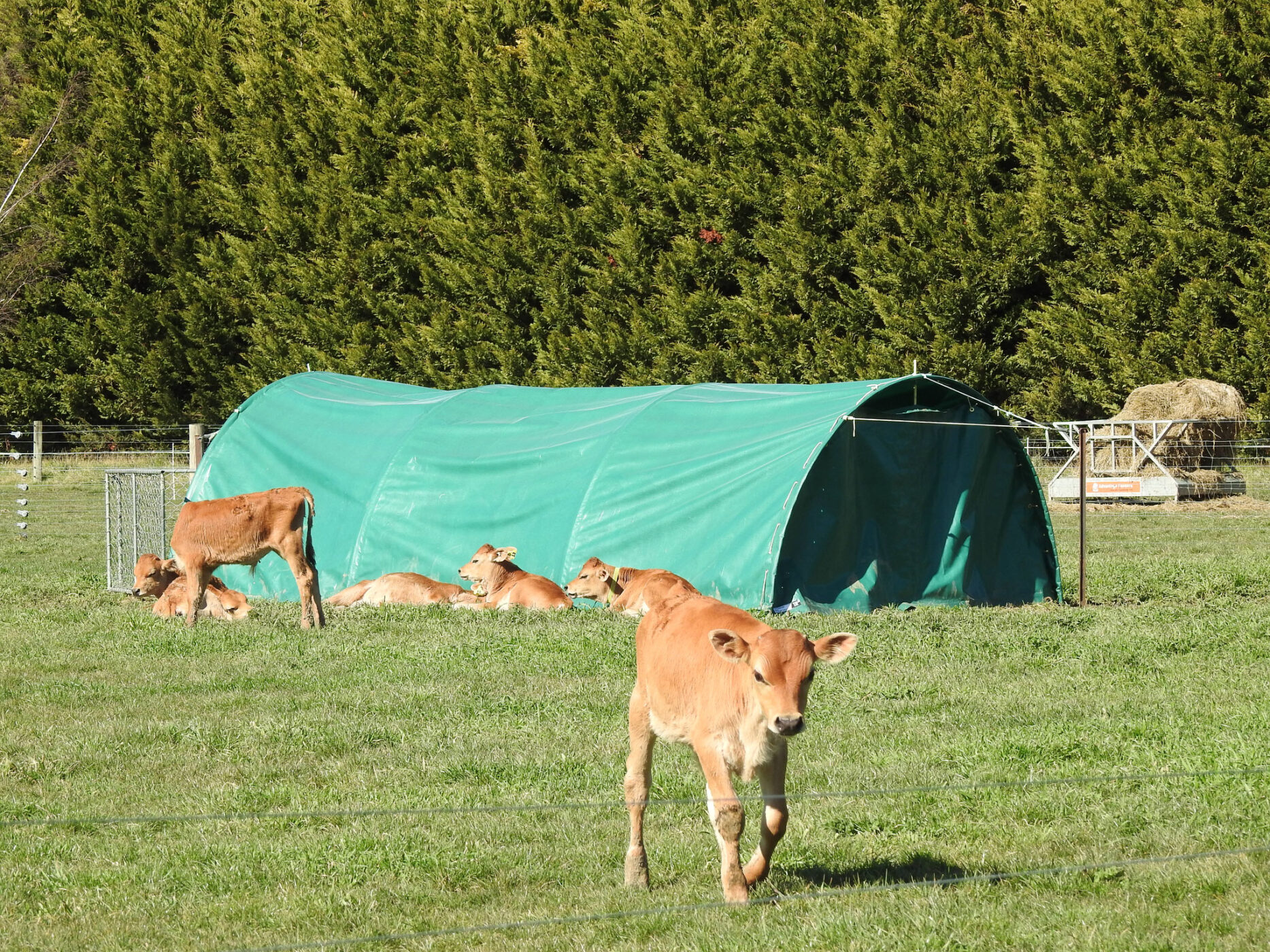 calf shelter bc3